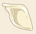 Scapula du Comte Harebourg.png